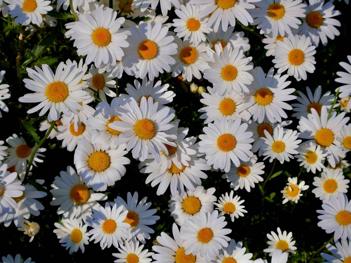 camomille