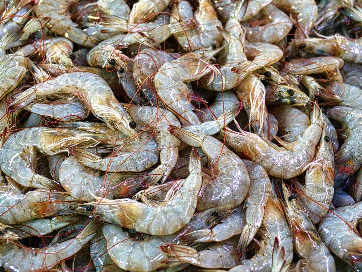 crustacés