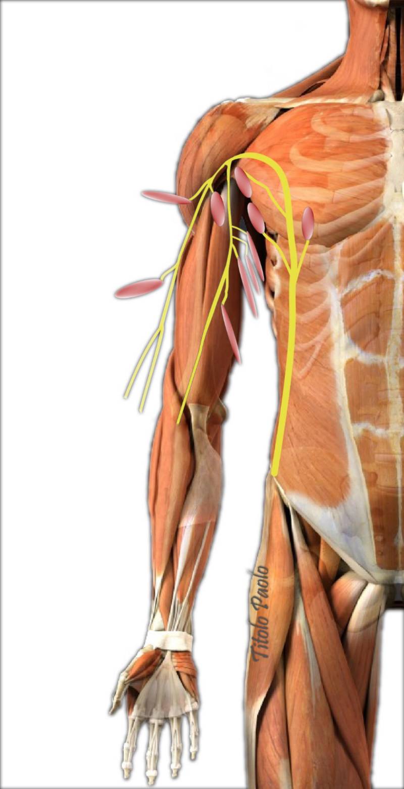 Chirurgie de remplacement nerveux
