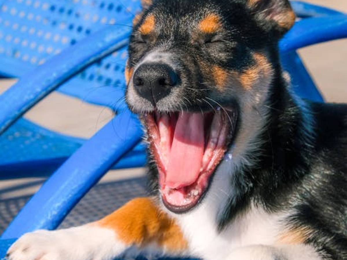 Chien qui bâille