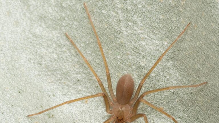 Araignée violon : que faire en cas de morsure, quand aller à l'hôpital, comment comprendre si c'est grave