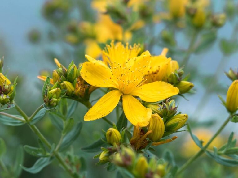 Le millepertuis (ou millepertuis) agit comme antidépresseur mais présente également d'autres bienfaits : les voici