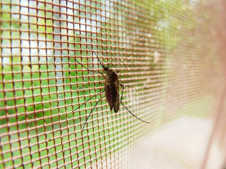 2025 Mosquito Net Bonus: comment cela fonctionne, quels modèles choisir et comment obtenir la déduction