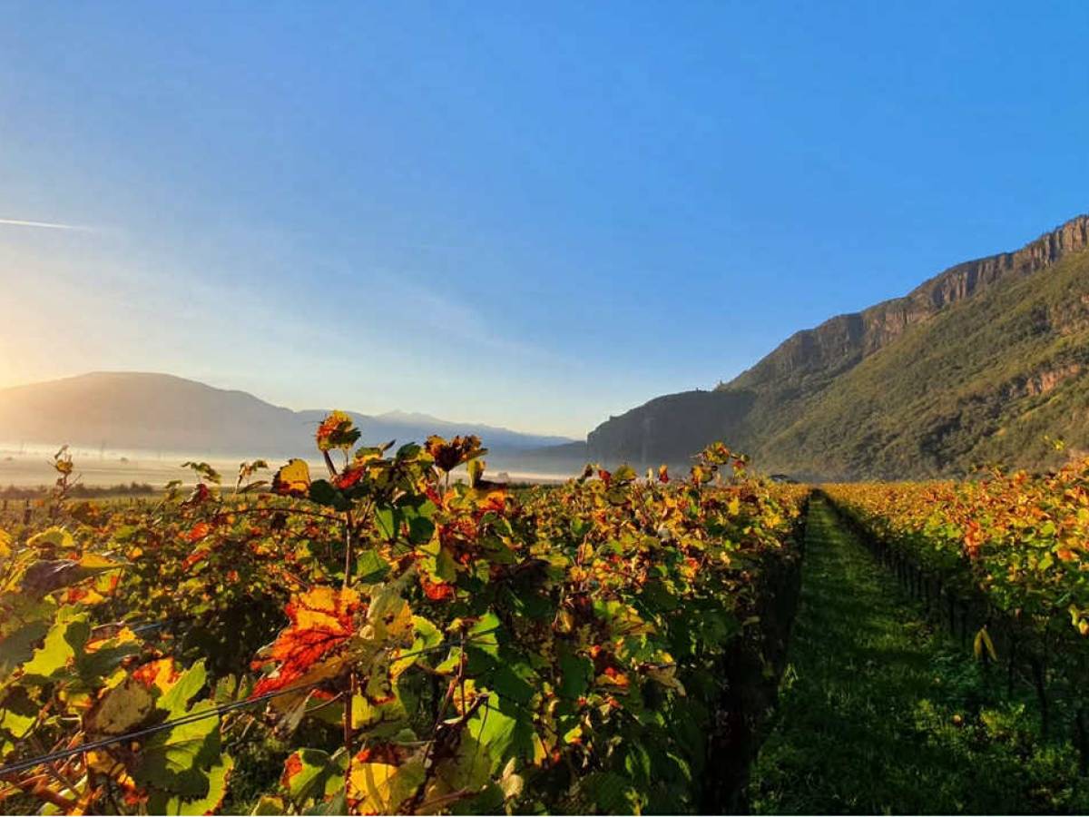 Cantina Andriano, les vignobles