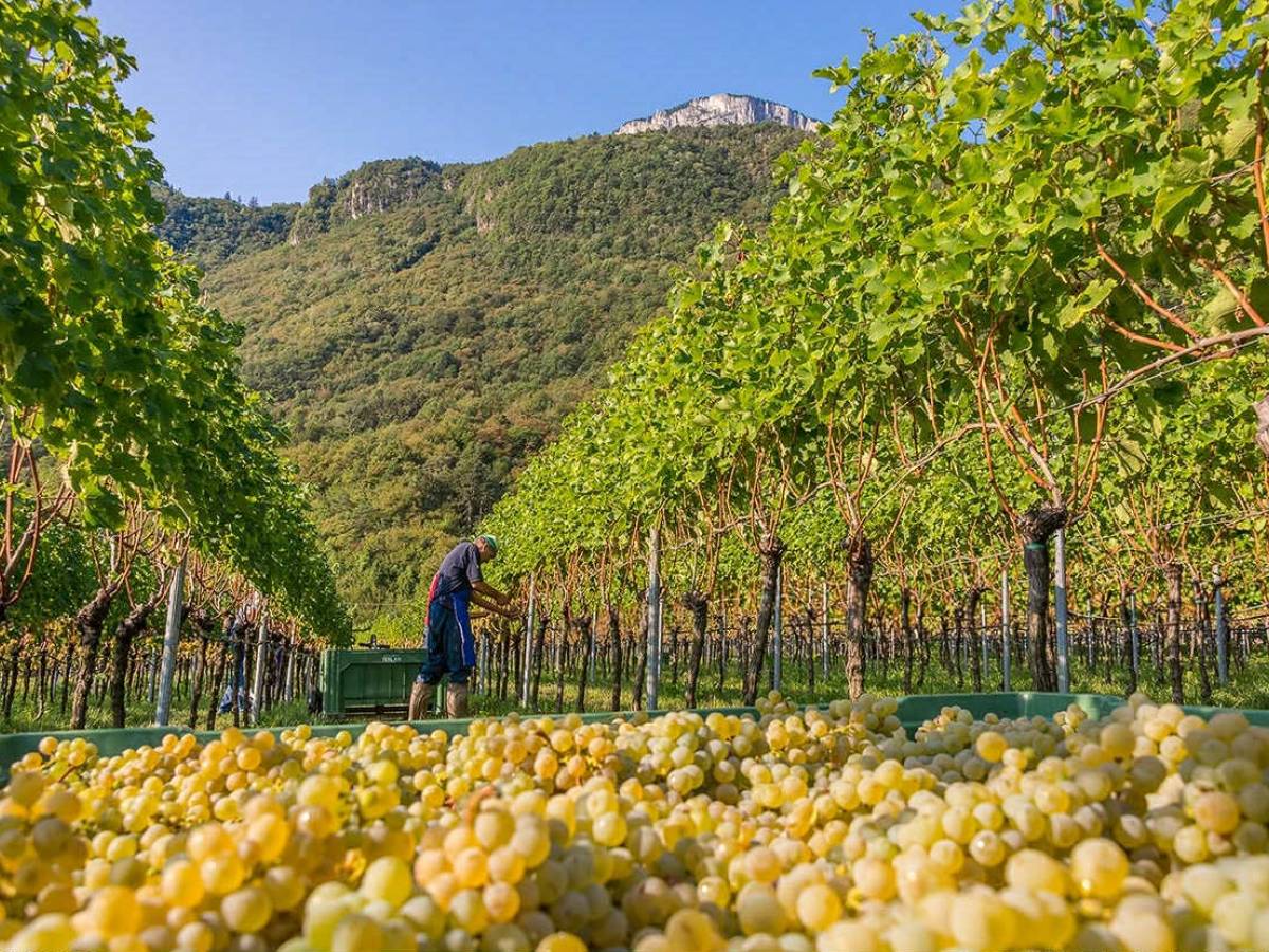 Cantina Andriano, la récolte