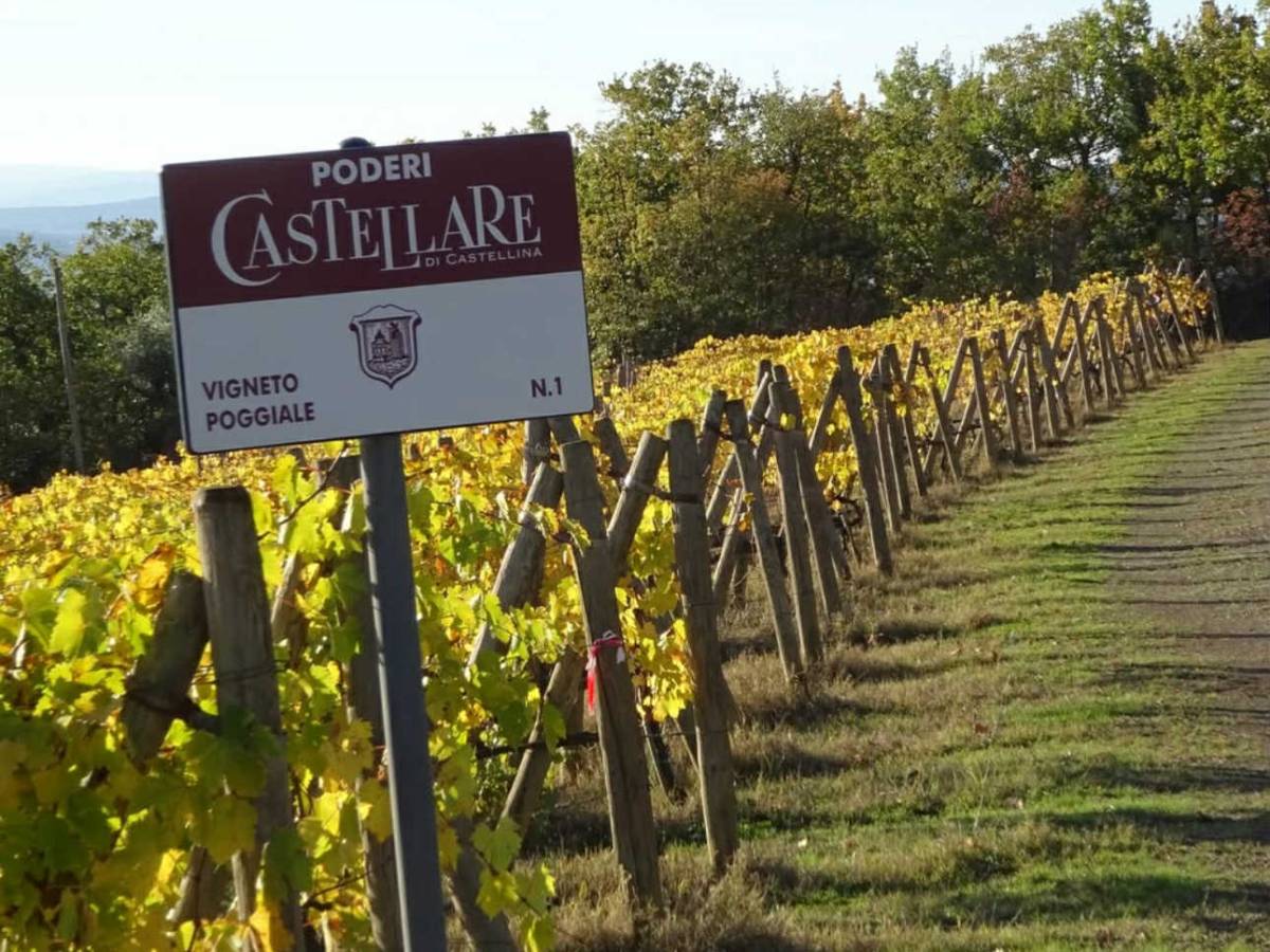 Castellare di Castellina, The Vineyards
