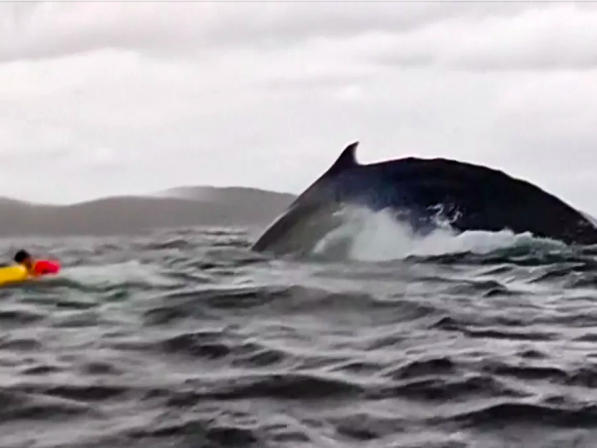baleine qui avale un kayak