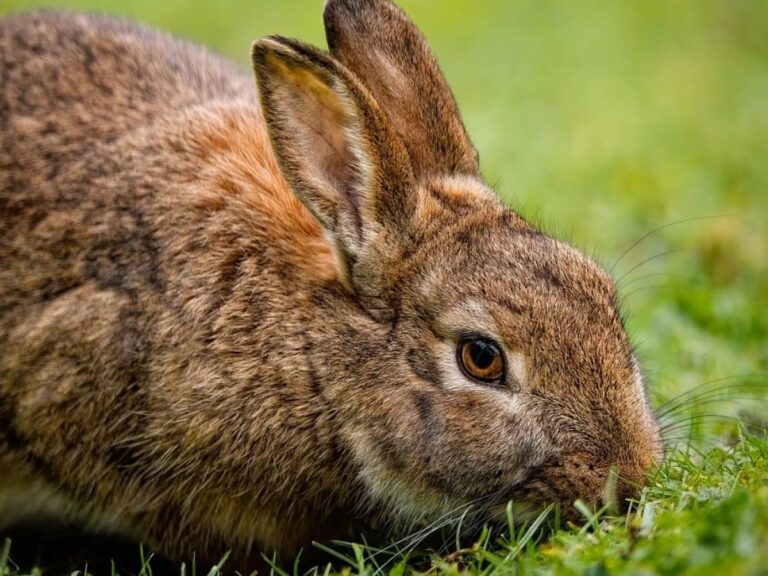 Quand l'homme n'est qu'un lapin