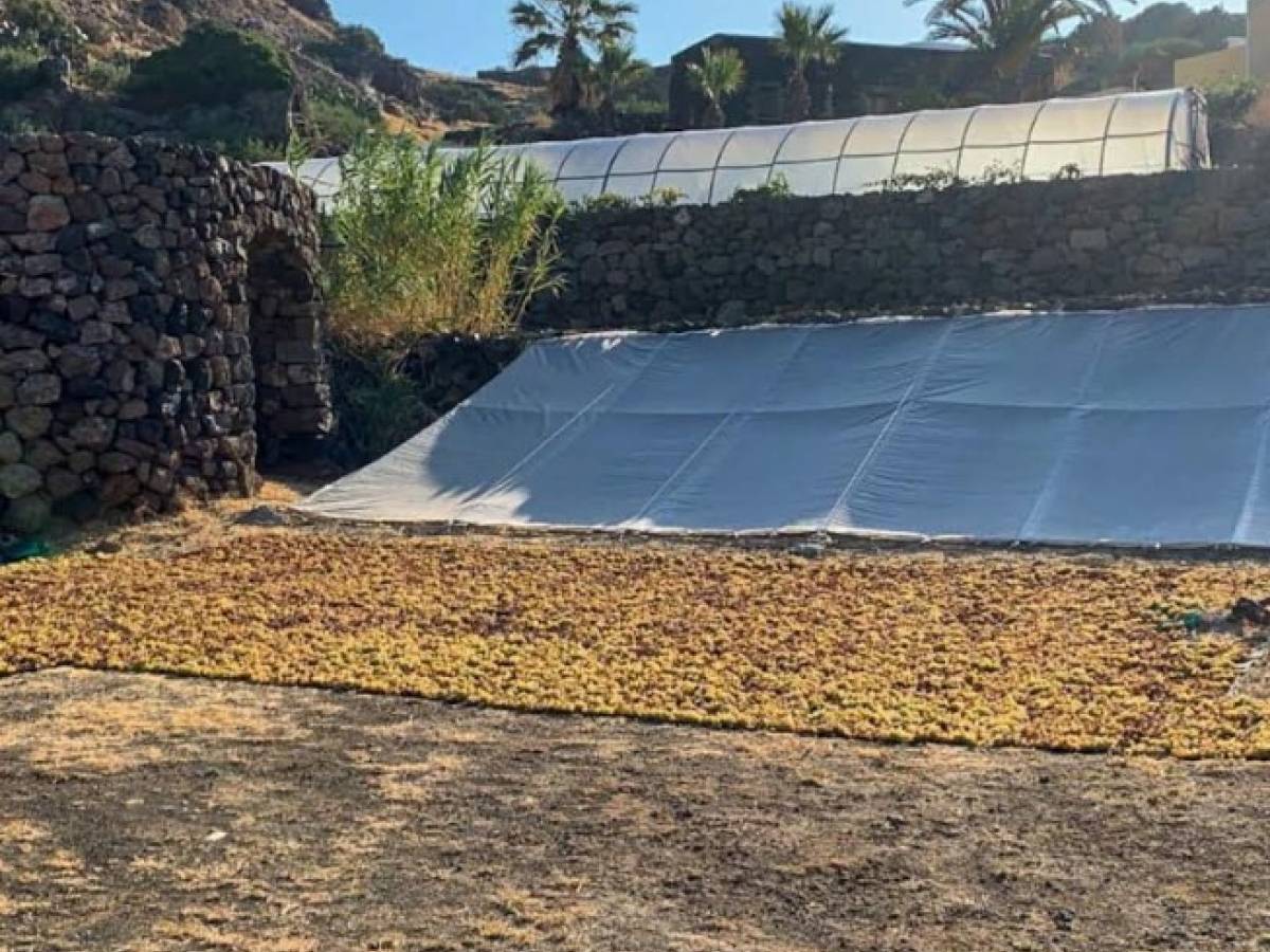 Pâques les vignobles