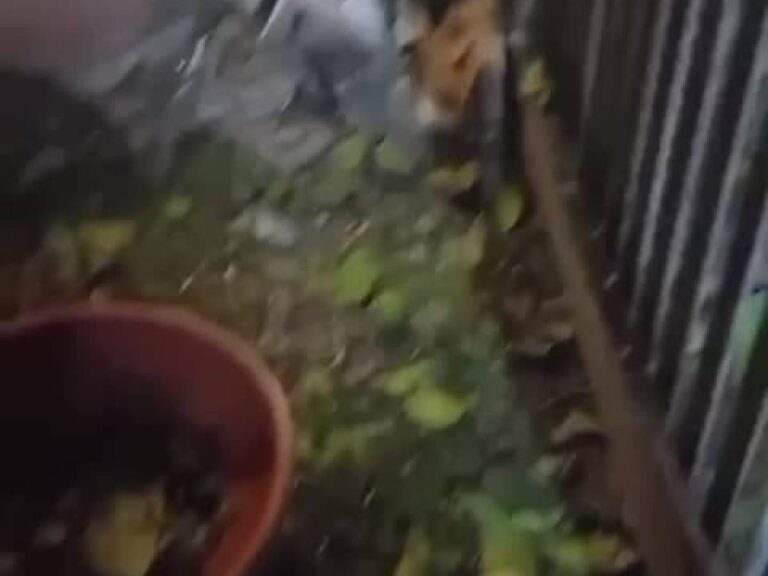 VIDÉO : « La bombe posée parmi les vases ». Les images choquantes des voitures détruites de Ranucci