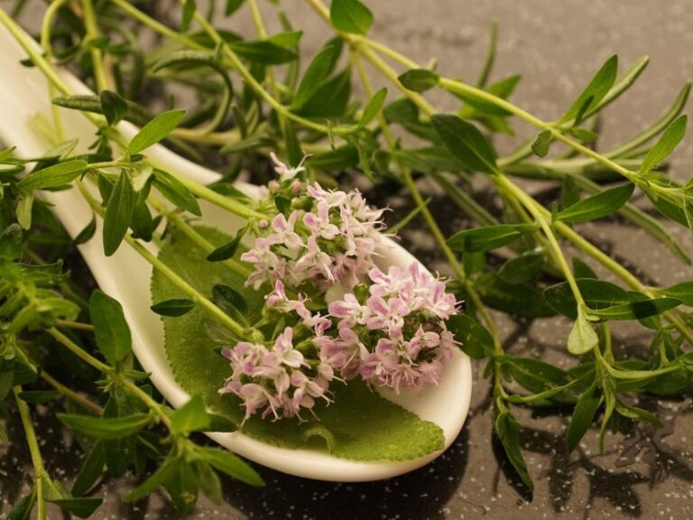 Bien vieillir ? Voici les propriétés du thym et de l&rsquo;origan