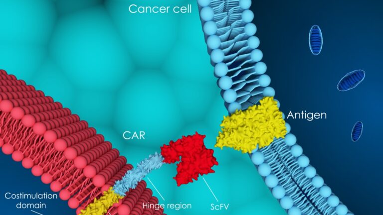 Les nouvelles frontières du Car-T contre les tumeurs, pour augmenter le nombre de candidats possibles