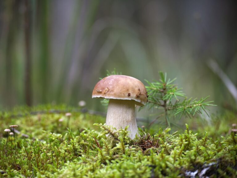 Les champignons peuvent-ils être une alternative aux protéines animales ?